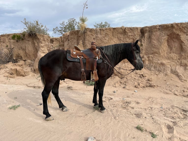 Percheron Hongre 8 Ans 150 cm Gris in El Paso Tx