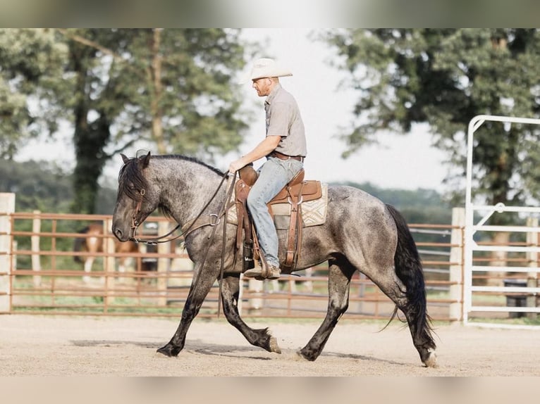 Percheron Hongre 8 Ans 155 cm Rouan Bleu in North Judson, IN