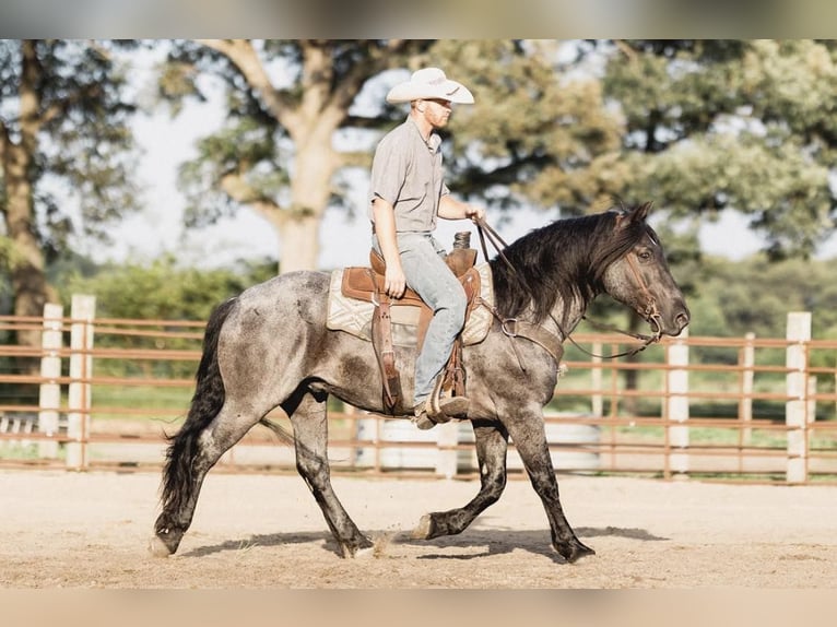 Percheron Hongre 8 Ans 155 cm Rouan Bleu in North Judson, IN