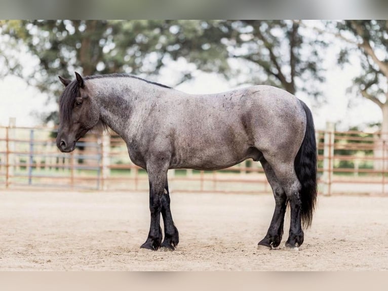 Percheron Hongre 8 Ans 155 cm Rouan Bleu in North Judson, IN