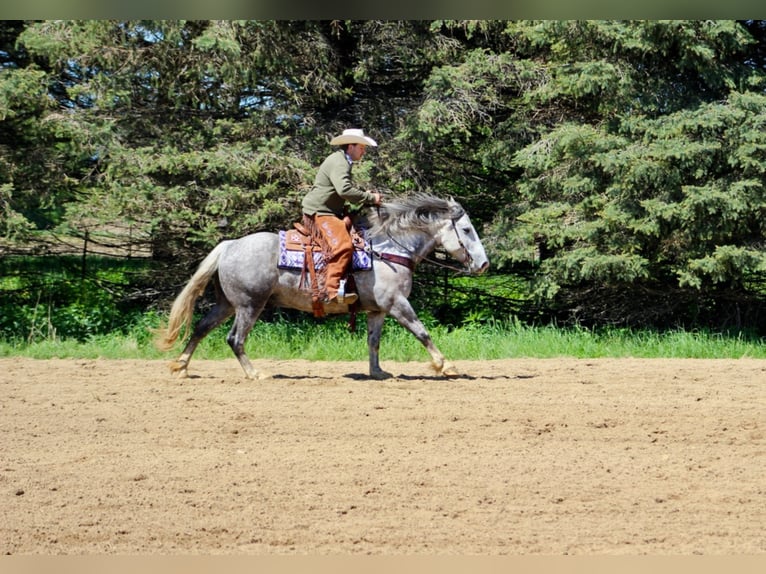 Percheron Hongre 8 Ans 157 cm Gris pommelé in Floyd IA