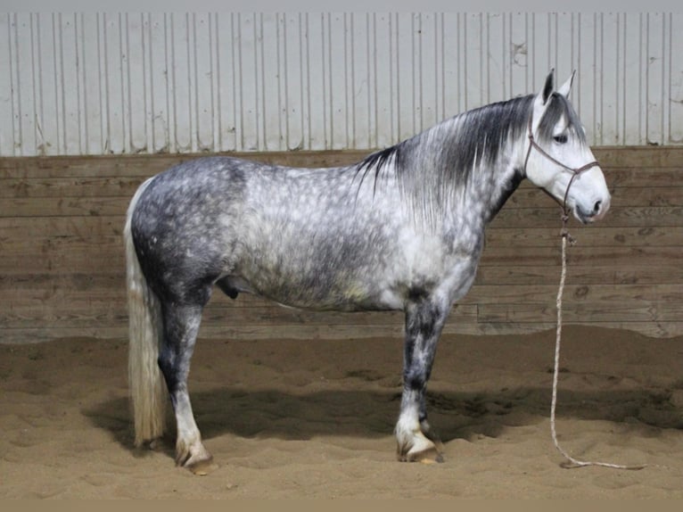 Percheron Hongre 8 Ans 157 cm Gris pommelé in Floyd IA