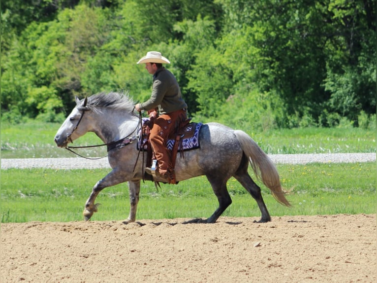 Percheron Hongre 8 Ans 157 cm Gris pommelé in Floyd IA