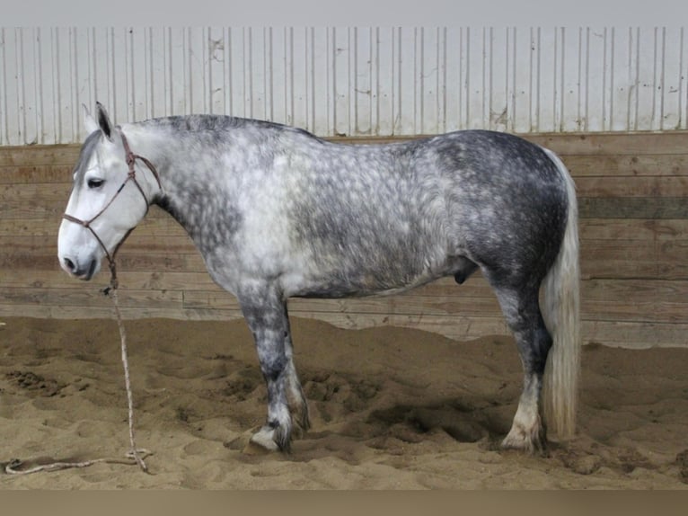 Percheron Hongre 8 Ans 157 cm Gris pommelé in Floyd IA