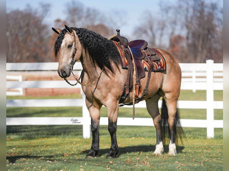 Percheron Croisé Hongre 8 Ans 160 cm Buckskin in Independence