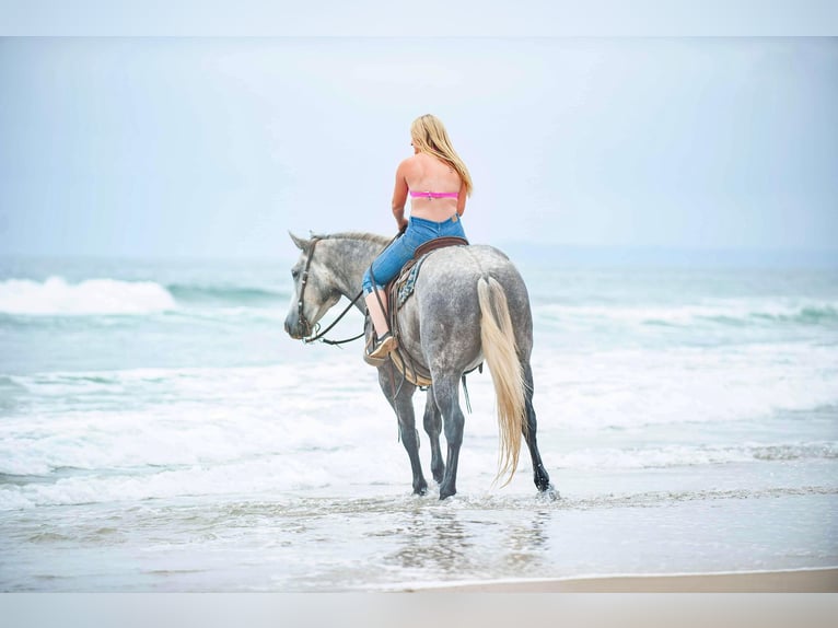 Percheron Hongre 8 Ans 160 cm Gris pommelé in Joshua TX