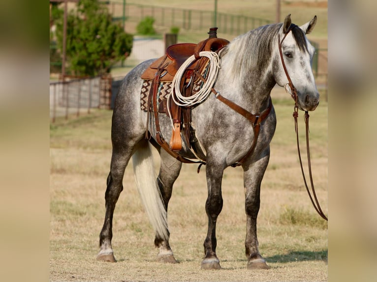 Percheron Hongre 8 Ans 160 cm Gris pommelé in Joshua TX