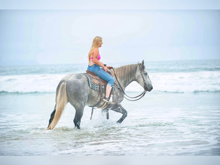 Percheron Hongre 8 Ans 160 cm Gris pommelé in Joshua TX