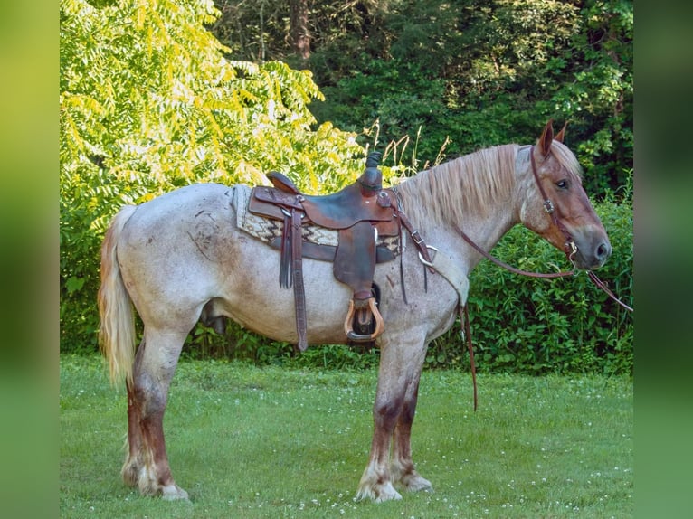 Percheron Hongre 8 Ans 160 cm Rouan Rouge in Everett PA