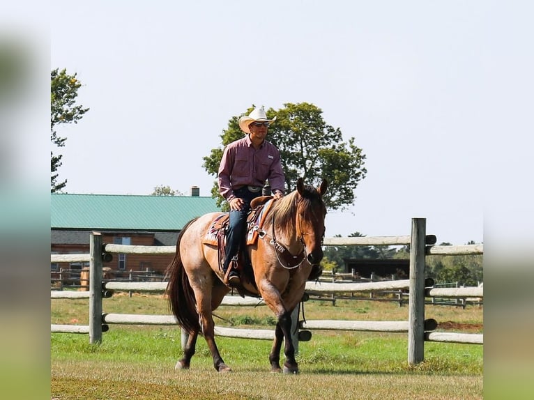 Percheron Croisé Hongre 8 Ans 168 cm in Nevis, MN