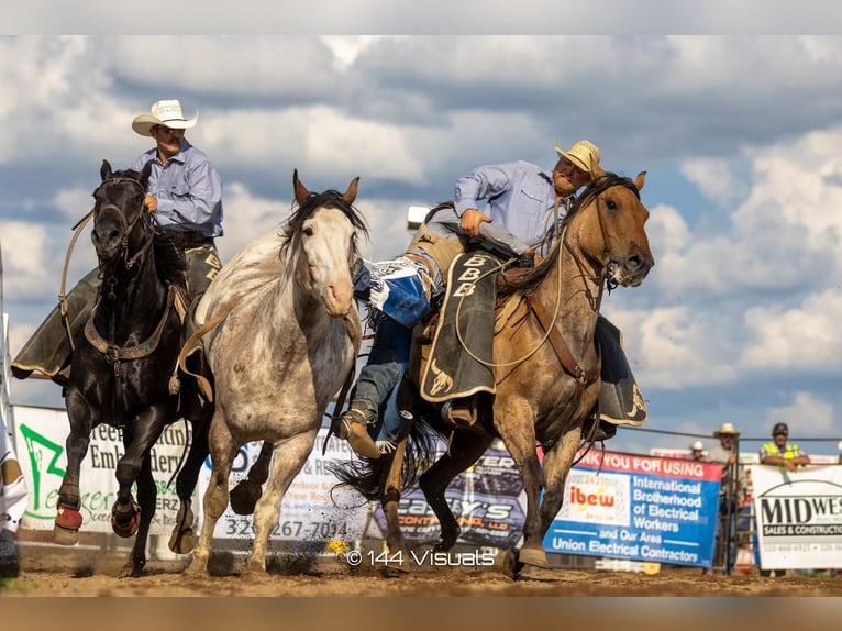 Percheron Croisé Hongre 8 Ans 168 cm in Nevis, MN