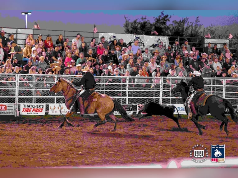 Percheron Croisé Hongre 8 Ans 168 cm in Nevis, MN