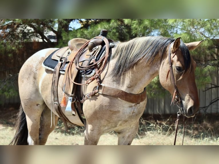 Percheron Croisé Hongre 8 Ans 168 cm in Nevis, MN