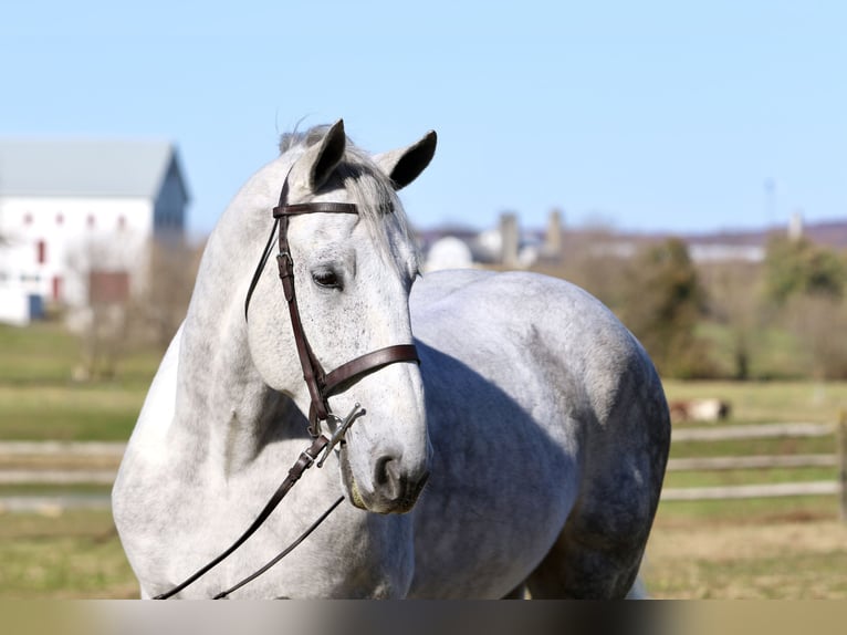 Percheron Croisé Hongre 8 Ans 173 cm Gris in Gap