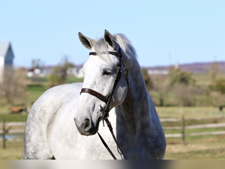 Percheron Croisé Hongre 8 Ans 173 cm Gris in Gap