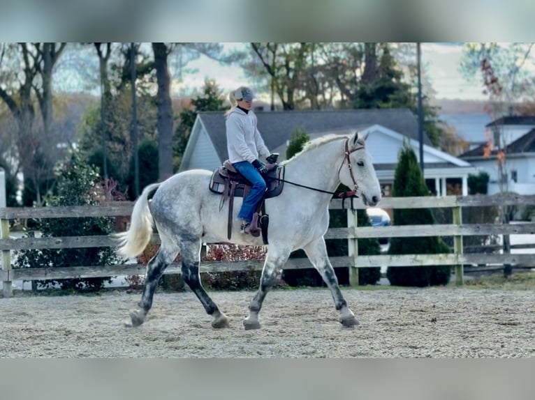 Percheron Croisé Hongre 8 Ans 173 cm Gris in Gap