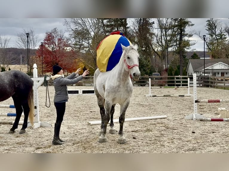 Percheron Croisé Hongre 8 Ans 173 cm Gris in Gap