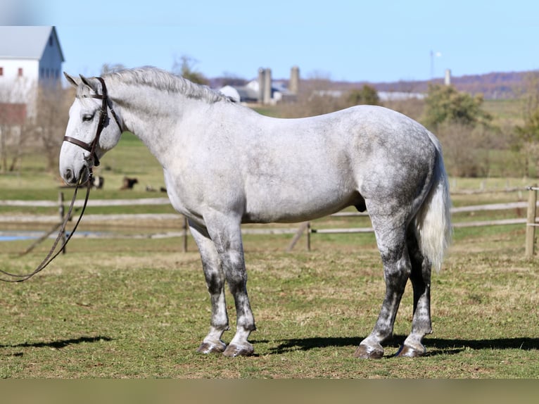 Percheron Croisé Hongre 8 Ans 173 cm Gris in Gap