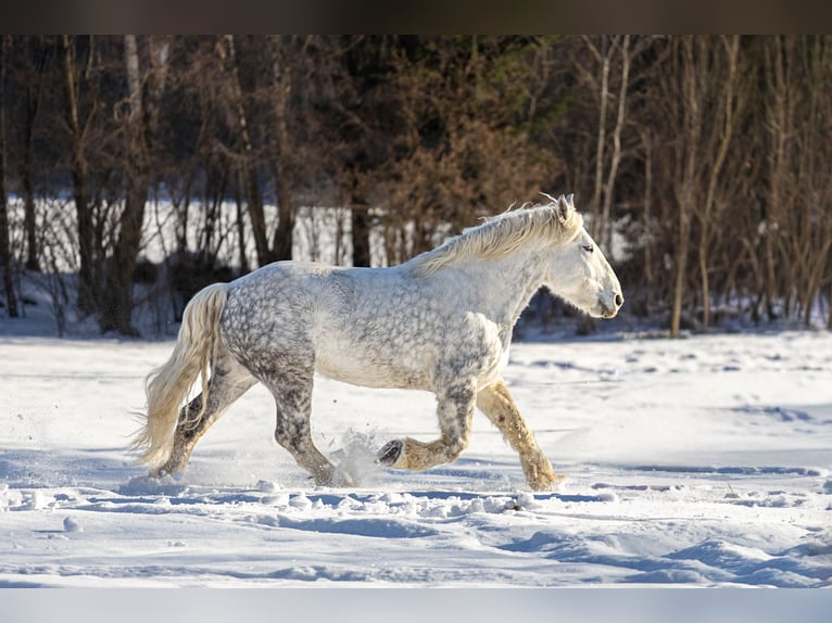 Percheron Hongre 8 Ans 177 cm Gris in Spiegelau