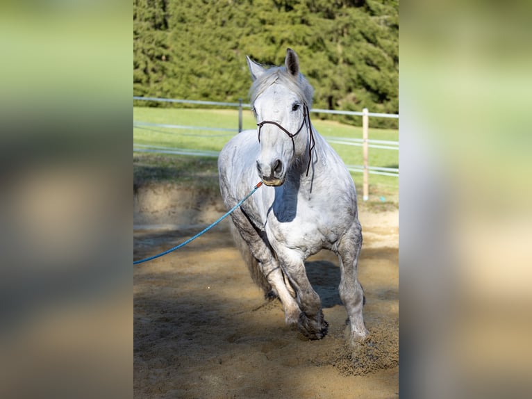Percheron Hongre 8 Ans 177 cm Gris in Spiegelau
