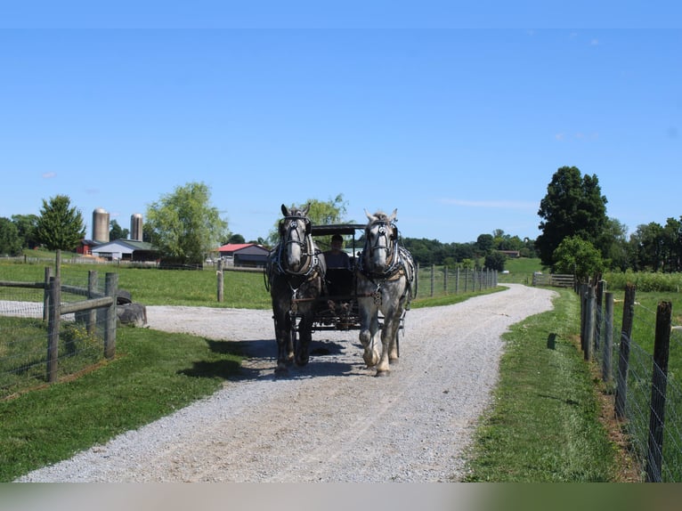 Percheron Hongre 8 Ans Gris in Millersburg