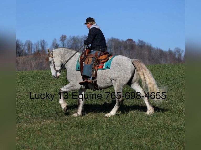 Percheron Hongre 8 Ans Gris pommelé in Brodhead,Ky