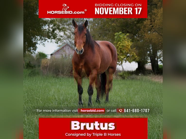 Percheron Croisé Hongre 9 Ans 160 cm Bai cerise in Plano