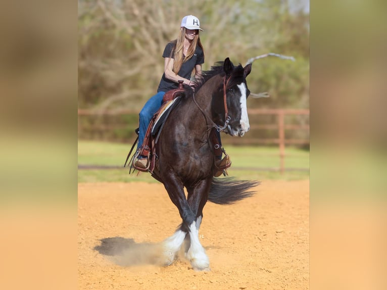 Percheron Hongre 9 Ans 163 cm Bai cerise in Weatherford tX