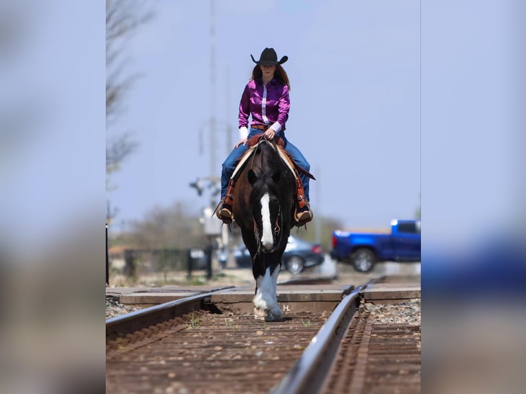 Percheron Hongre 9 Ans 163 cm Bai cerise in Weatherford tX