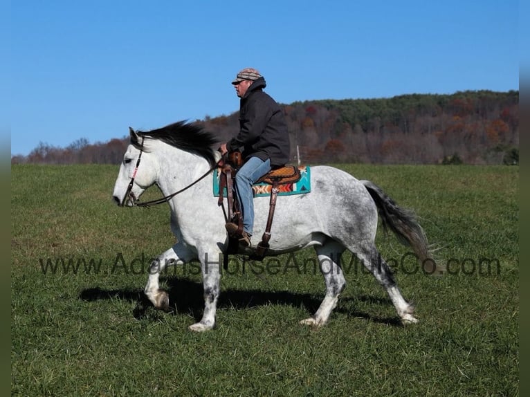 Percheron Hongre 9 Ans 163 cm Gris pommelé in Mount Vernon, KY