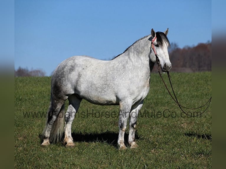 Percheron Hongre 9 Ans 163 cm Gris pommelé in Mount Vernon, KY