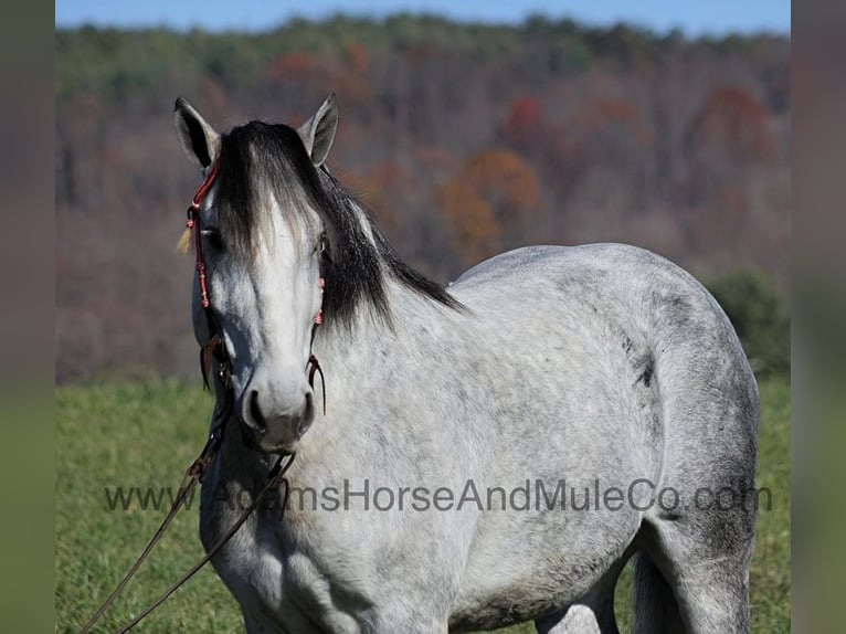 Percheron Hongre 9 Ans 163 cm Gris pommelé in Mount Vernon, KY