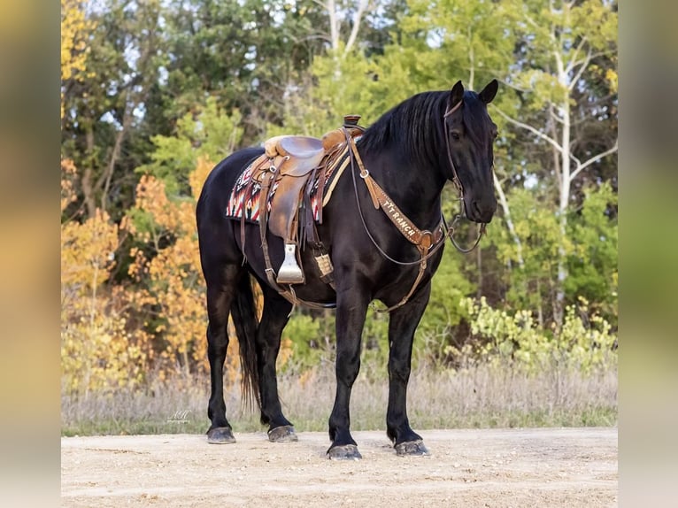 Percheron Croisé Hongre 9 Ans 163 cm Noir in Nevis, MN