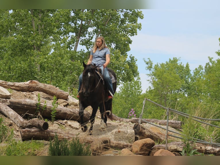 Percheron Croisé Hongre 9 Ans Noir in Plano
