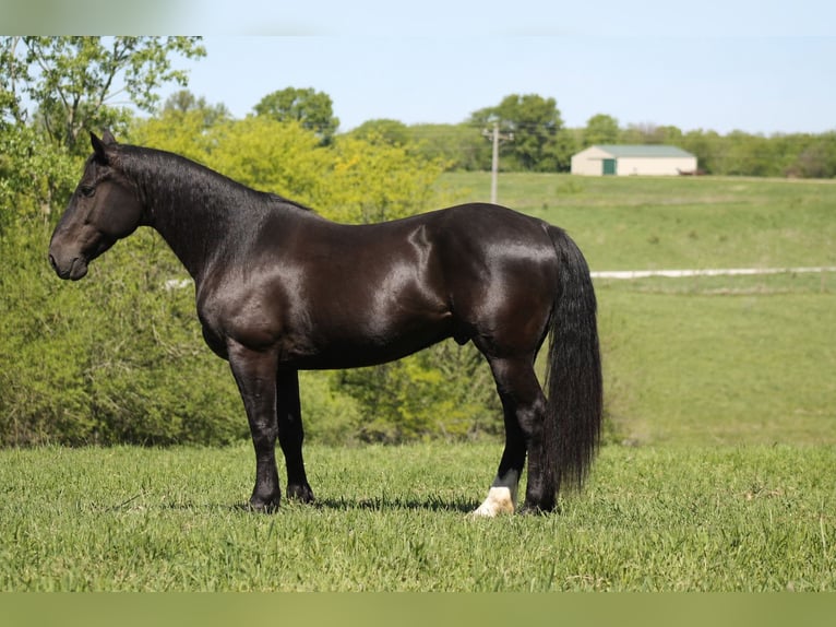Percheron Croisé Hongre 9 Ans Noir in Plano