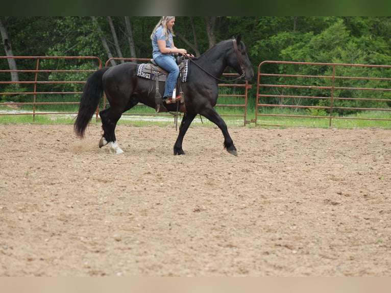 Percheron Croisé Hongre 9 Ans Noir in Plano