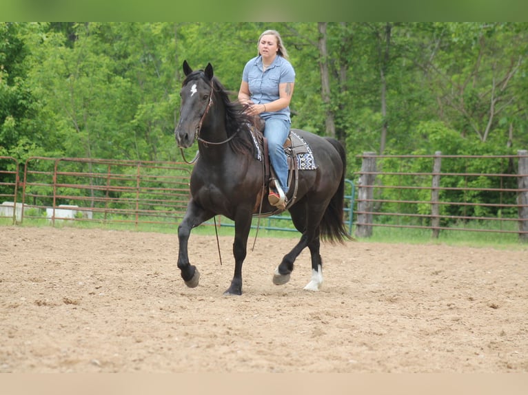 Percheron Croisé Hongre 9 Ans Noir in Plano