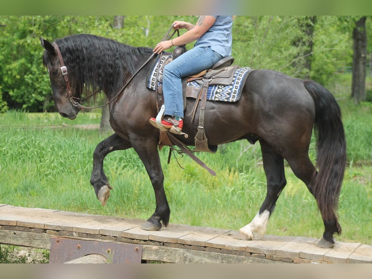 Percheron Croisé Hongre 9 Ans Noir in Plano