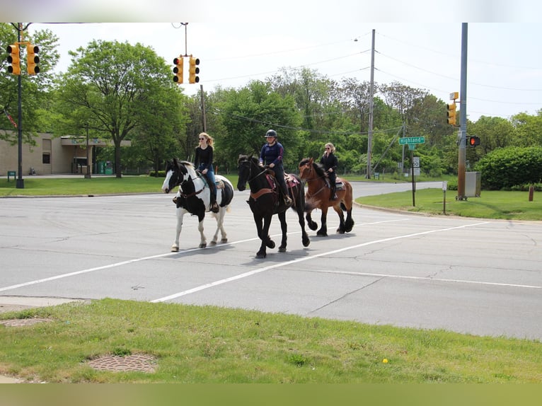 Percheron Jument 12 Ans 173 cm Tobiano-toutes couleurs in Highland MI