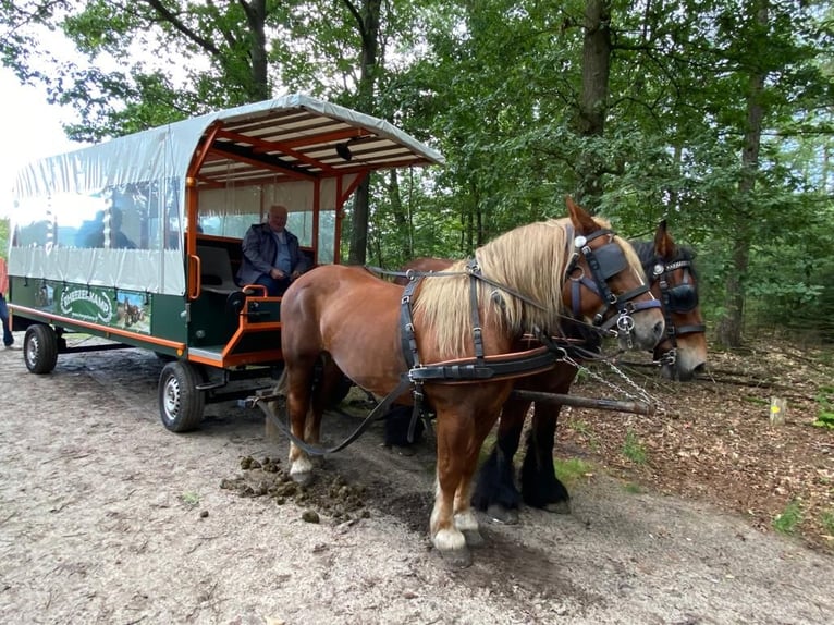 Percheron Jument 13 Ans 160 cm Bai in Rheeze