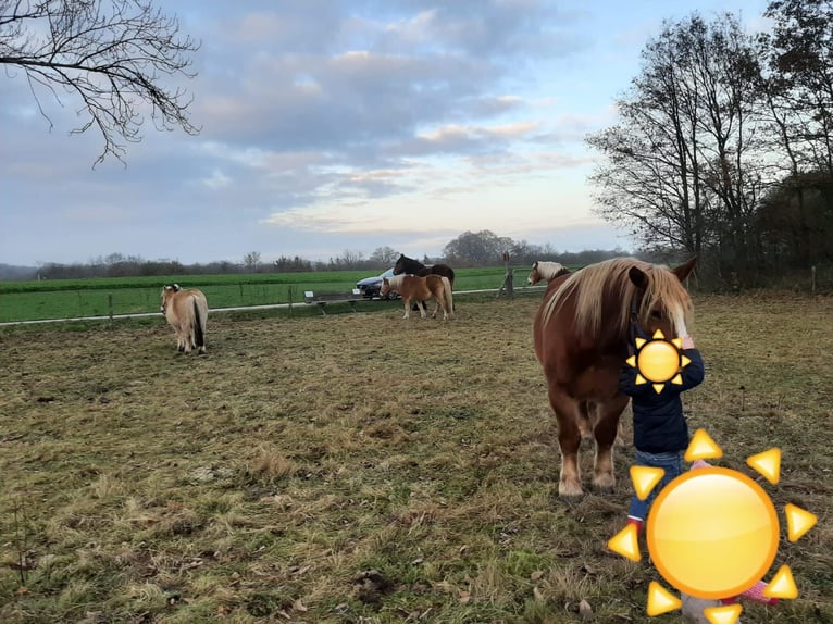 Percheron Jument 13 Ans 160 cm Bai in Rheeze