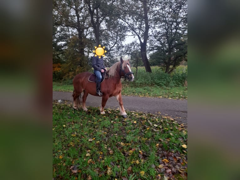 Percheron Jument 13 Ans 160 cm Bai in Rheeze