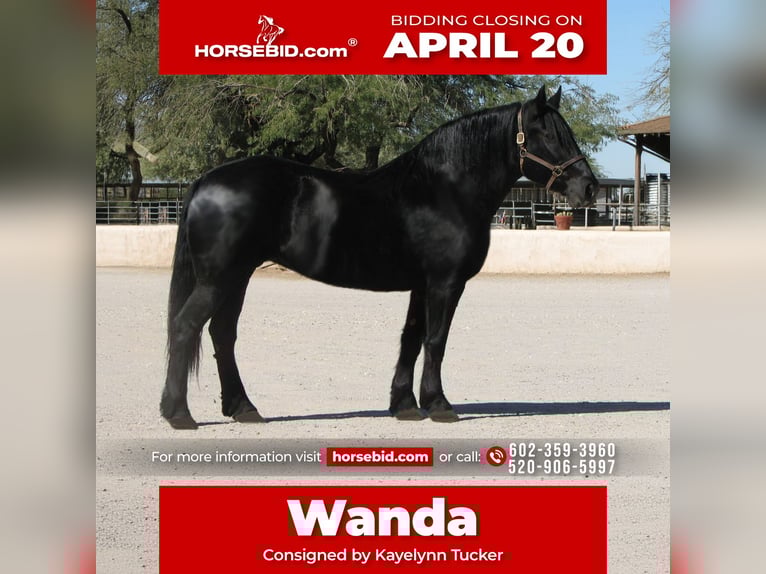 Percheron Croisé Jument 13 Ans 160 cm Noir in Marana