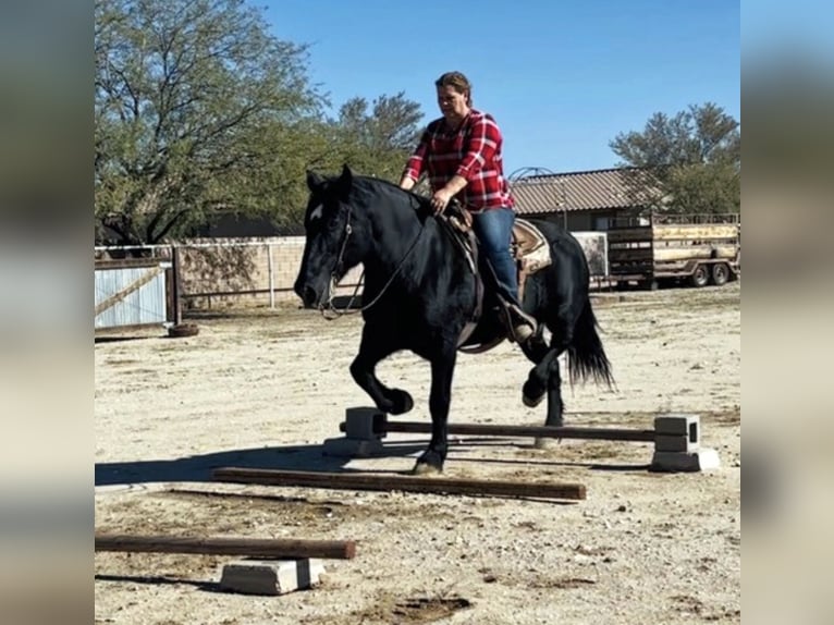 Percheron Croisé Jument 13 Ans 160 cm Noir in Marana