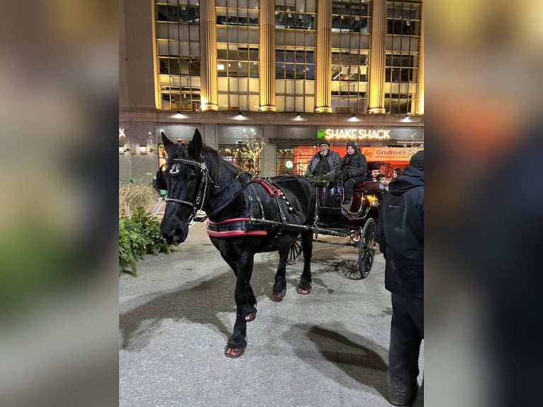 Percheron Jument 18 Ans Noir in Highland MI