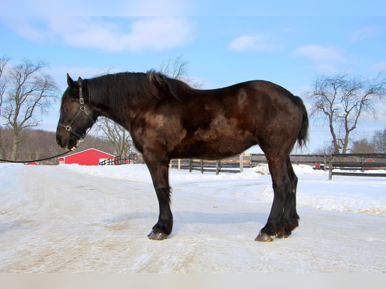 Percheron Jument 18 Ans Noir in Highland MI