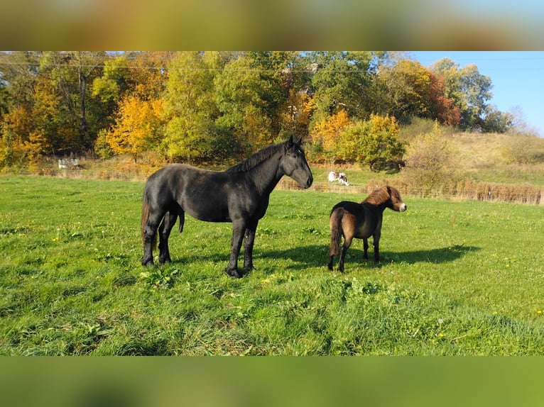 Percheron Jument 2 Ans 175 cm in Waren Müritz