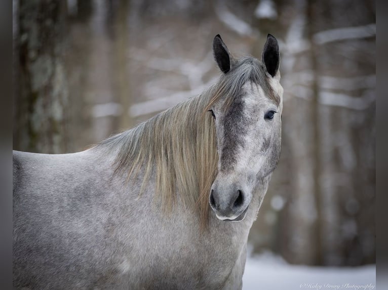 Percheron Croisé Jument 3 Ans 157 cm Gris in Auburn, KY