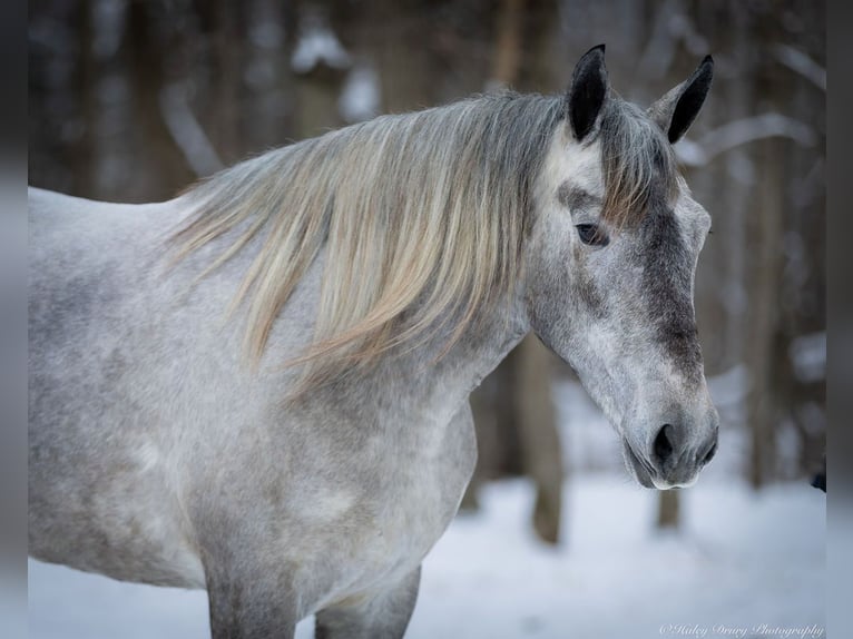 Percheron Croisé Jument 3 Ans 157 cm Gris in Auburn, KY