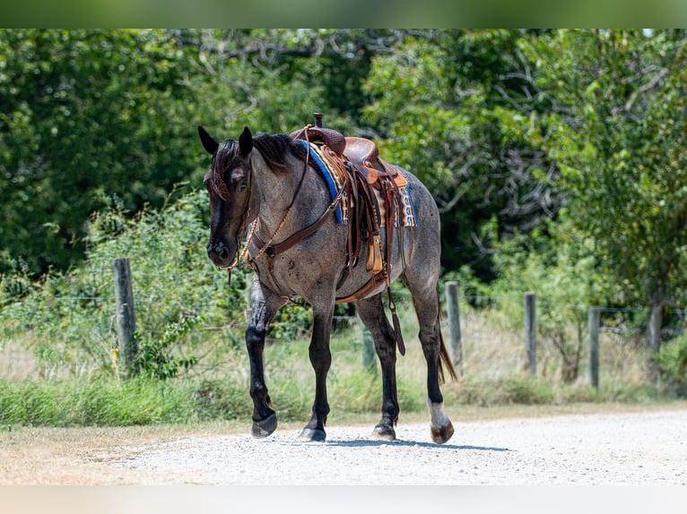 Percheron Croisé Jument 3 Ans 157 cm Rouan Bleu in Argyle, TX